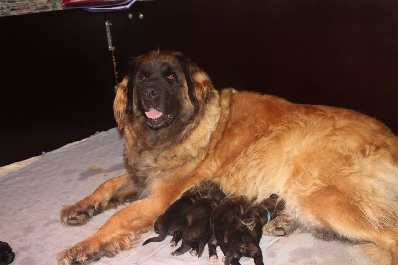 des lions de la ferronniere - Leonberger - Portée née le 17/10/2012