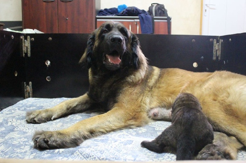 des lions de la ferronniere - Leonberger - Portée née le 30/07/2014