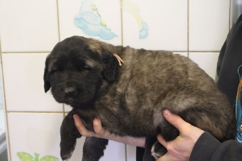 des lions de la ferronniere - Chiots disponibles - Leonberger