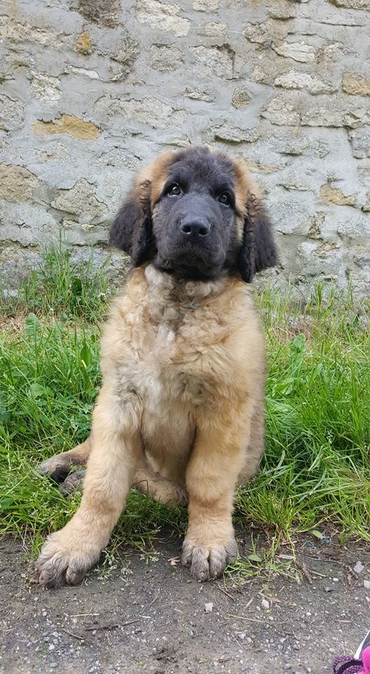 des lions de la ferronniere - Chiots disponibles - Leonberger