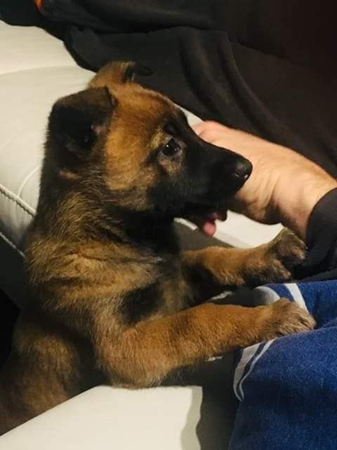 Du blason à croix d'argent - CHIOTS MALINOIS DISPONIBLES