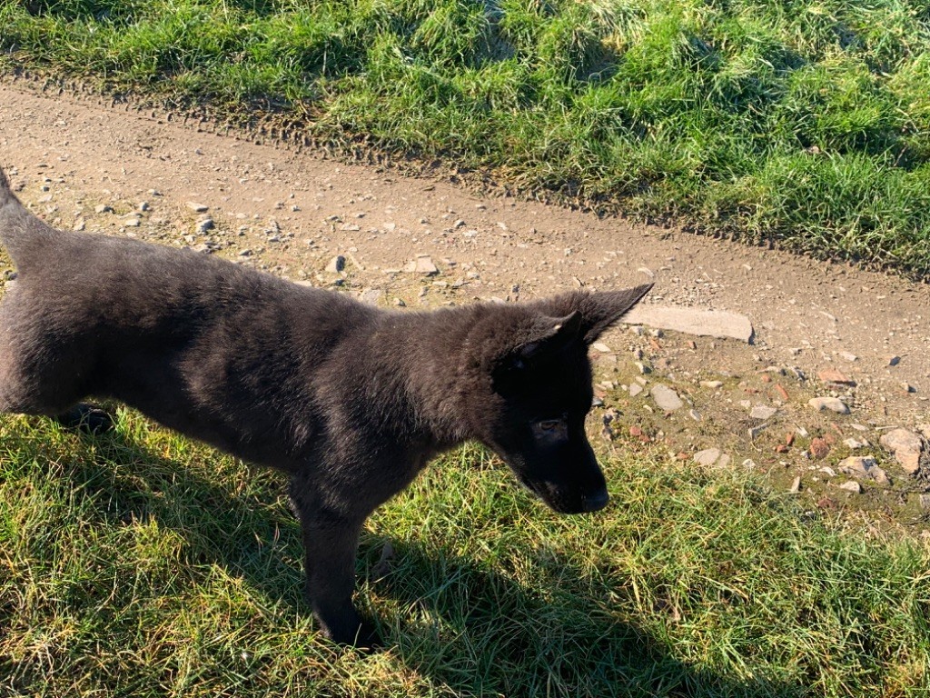 Du blason à croix d'argent - Chiots disponibles - Berger Allemand