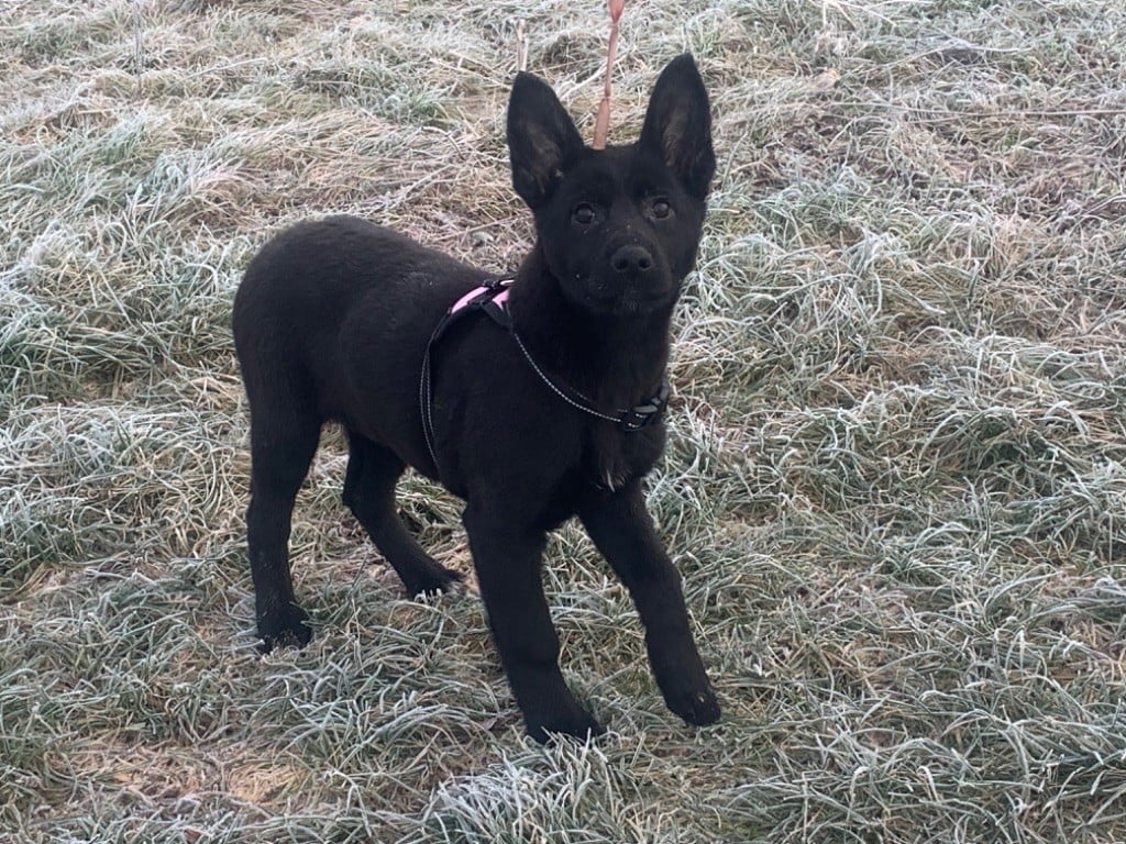 Du blason à croix d'argent - Chiots disponibles - Berger Allemand