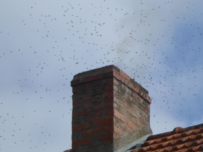 Les brumes du rocher - des setters des épagneuls et des abeilles!!!!!