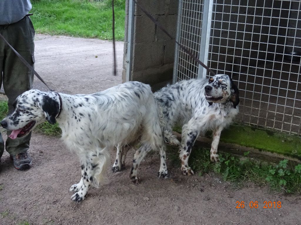 Les brumes du rocher - Mariage sur les qualitées naturelles chiots garantie chasse 