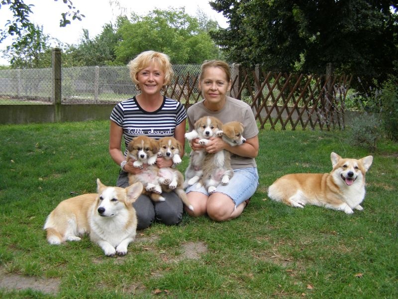 des Contamines - Welsh Corgi Pembroke - Portée née le 13/06/2010