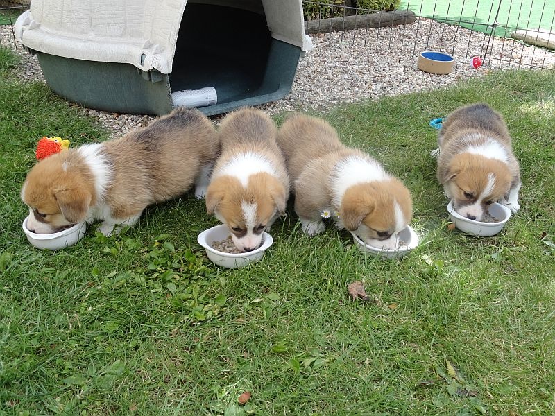 des Contamines - Welsh Corgi Pembroke - Portée née le 01/07/2012