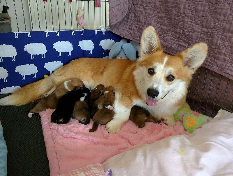 des Contamines - Welsh Corgi Pembroke - Portée née le 04/07/2015