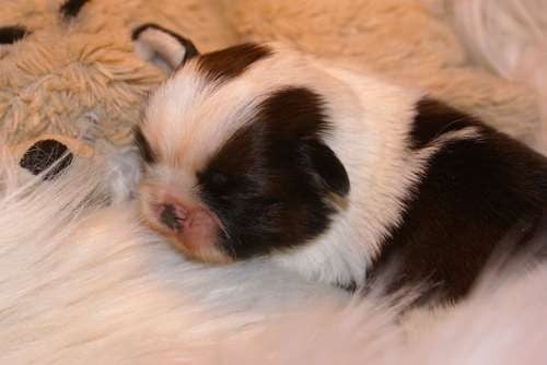 Chiot Shih Tzu des Jardins de Mezzavia