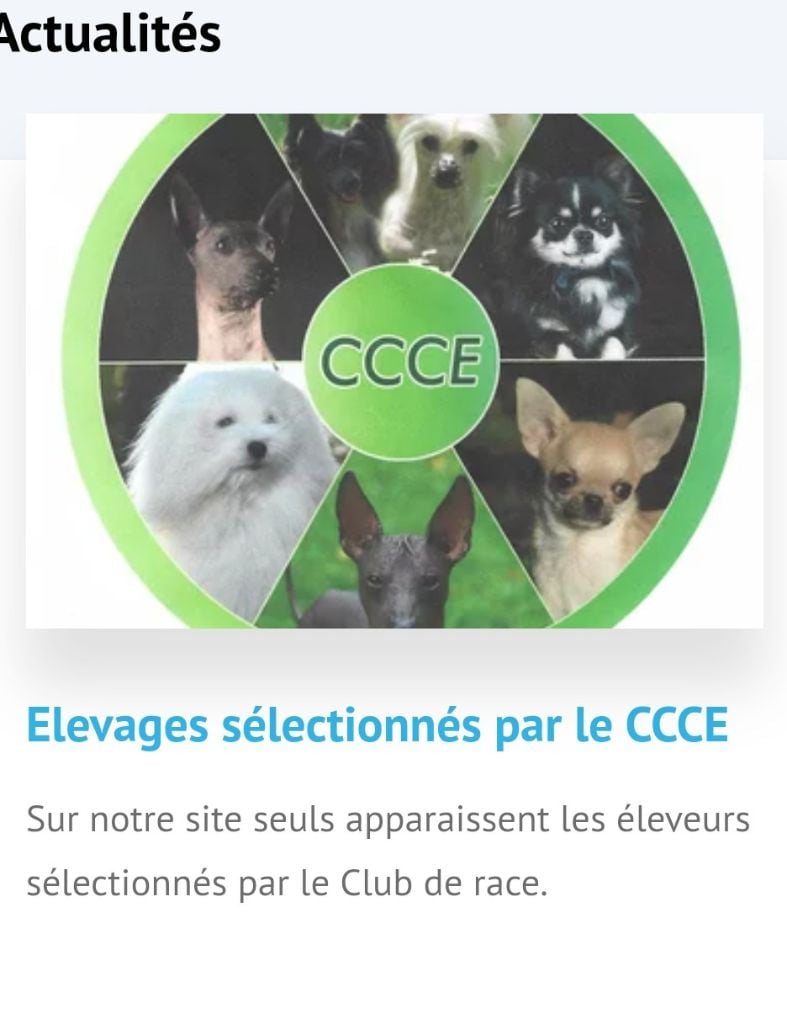 De la vallée d'Anubis - ELEVAGE SELECTIONNE SCC ET RECOMMANDE CCCE