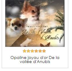 De la vallée d'Anubis - Etoiles sur ATARA (CDF)  et cotation  des chiens pas la même chose 