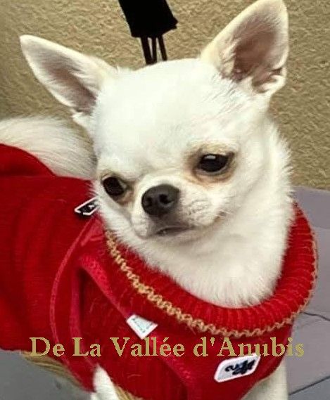 De la vallée d'Anubis - Chihuahua - Portée née le 14/11/2019