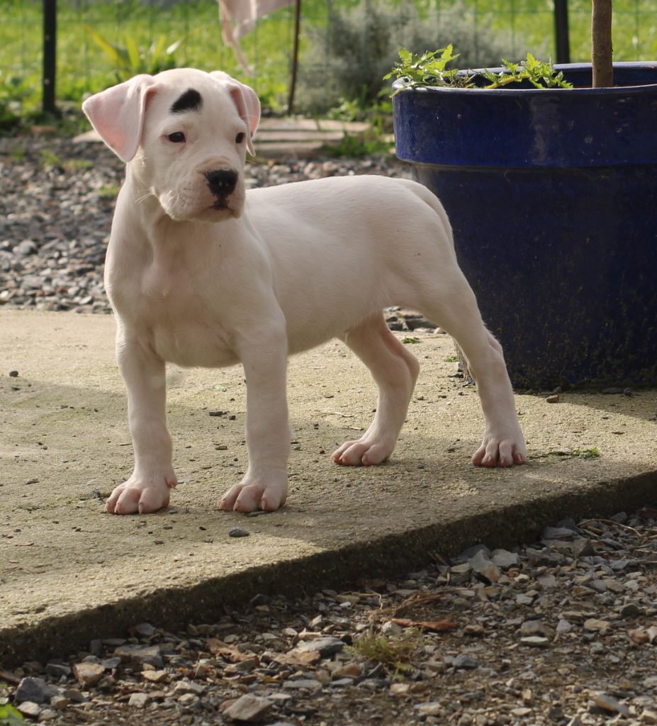 Chiots actuellement disponibles