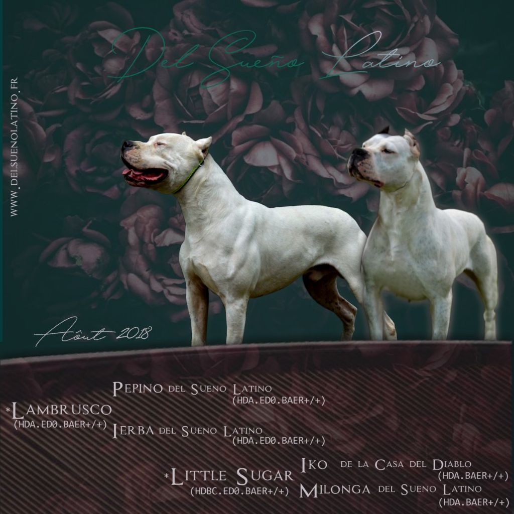 Chiot Dogo Argentino del Sueno Latino