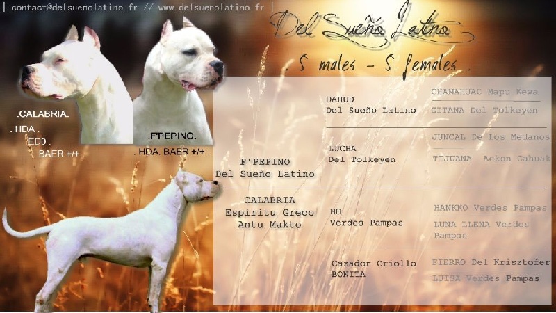 Chiot Dogo Argentino del Sueno Latino