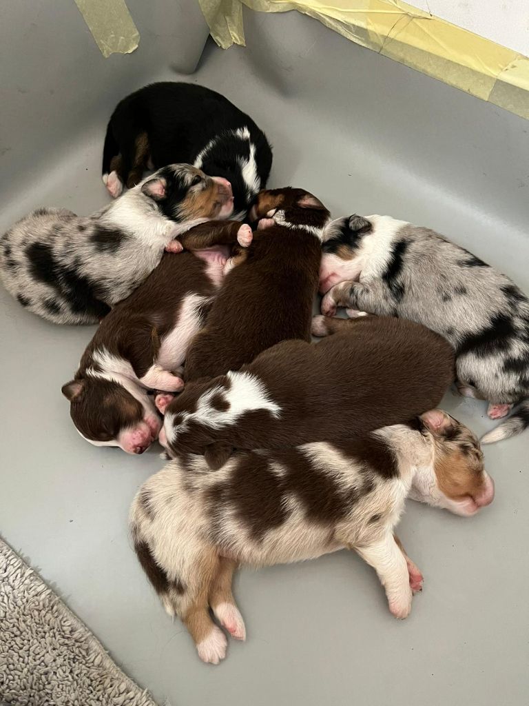 Chiot Berger Australien du Chêne Feuillu