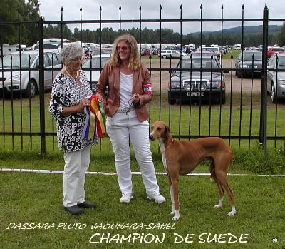 Jaouhara Sahel - DASSARA PLUTO  CHAMPION DE SUEDE et CHAMPION DU DANEMARK 2010