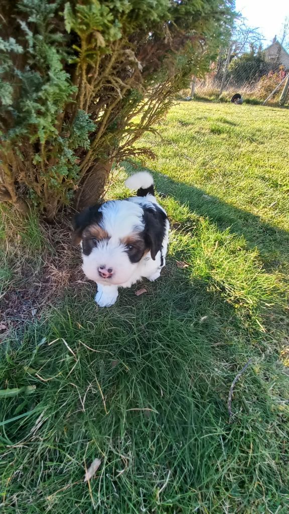 Le havre des petits charmeurs - Chiots disponibles - Bichon Havanais