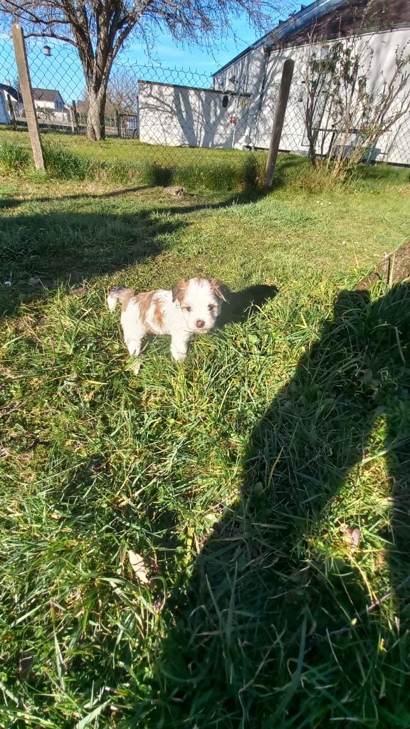 Le havre des petits charmeurs - Chiots disponibles - Bichon Havanais