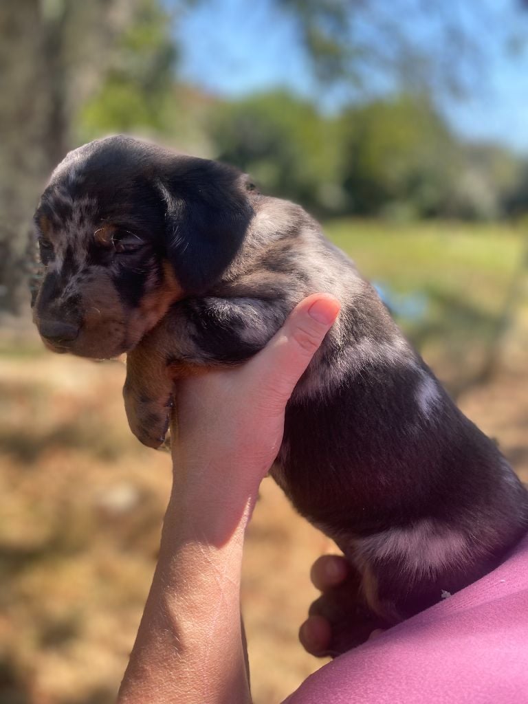 Du gex d'emplume - Chiots disponibles - Berger de Beauce