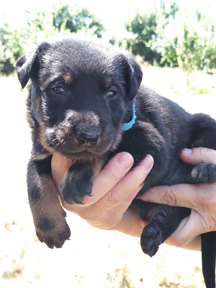 Chiot Berger de Beauce Du gex d'emplume