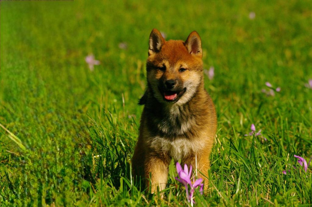 Des seigneurs de montbel - Chiots disponibles - Shiba