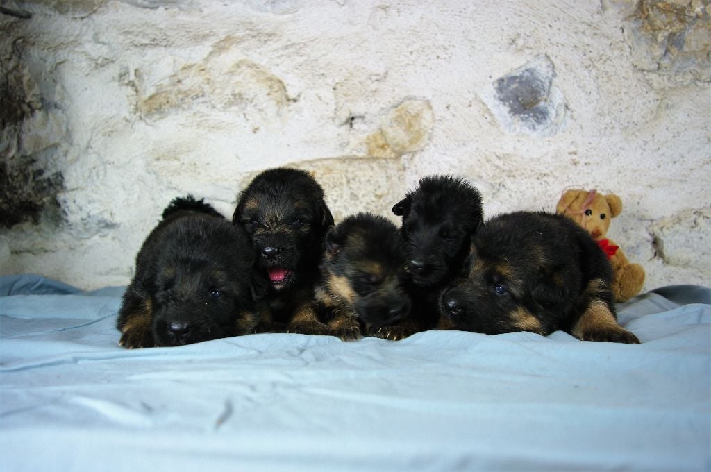 Chiot Berger Allemand Des seigneurs de montbel