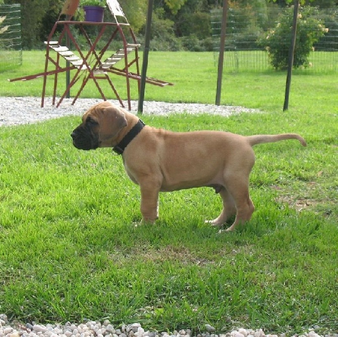 Chiots dogue allemand fauves disponibles