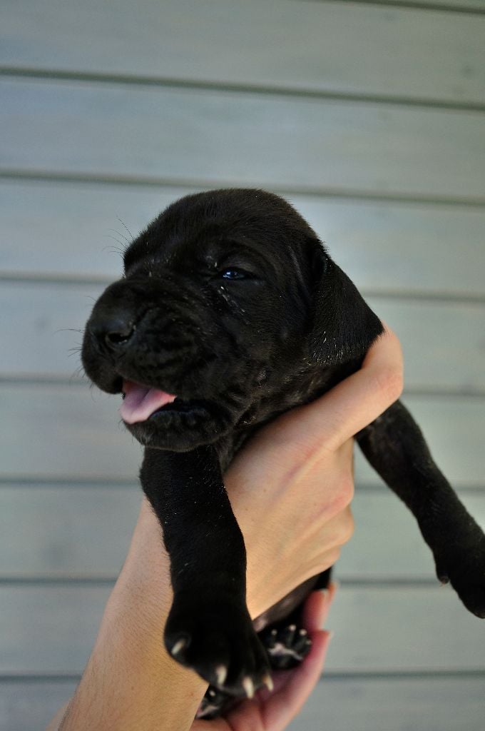 de la Barasseine - Chiots disponibles - Dogue allemand