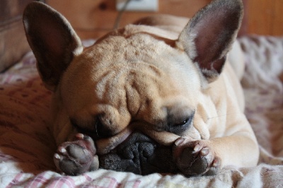 Des boules du mont d'Ayot - Volange revient en expositions canines 