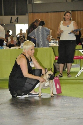 Des boules du mont d'Ayot - WORLD DOG SHOW PARIS 2011