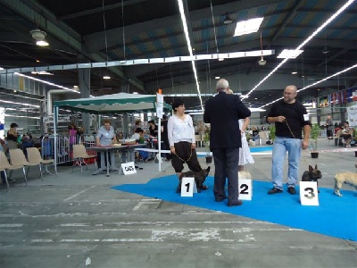 Des boules du mont d'Ayot - EXPO CANINE LA ROCHE SUR FORON 2010