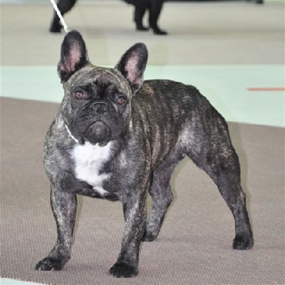 Des boules du mont d'Ayot - PARIS DOG SHOW