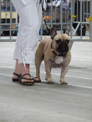 Des boules du mont d'Ayot - EUROPEAN DOG SHOW GENEVE