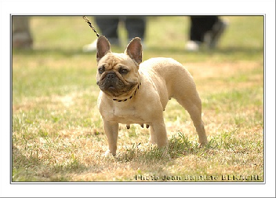 Des boules du mont d'Ayot - Challenge " Vos Chiens" magazine...