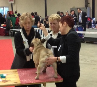 Des boules du mont d'Ayot - Federico Fellini au Paris Dog Show