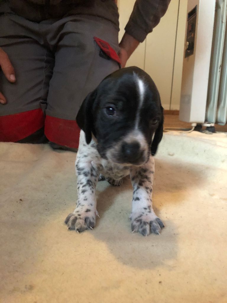 De la saligue aux becasses - Chiots disponibles - Braque d'Auvergne