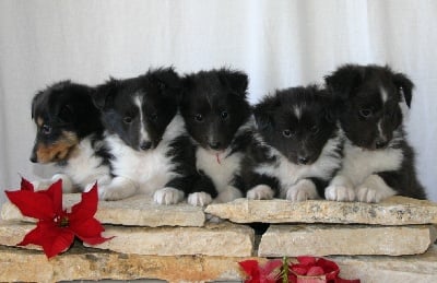 of Wind River - Ushi papa aux Etangs sauvages: chiots bicolores disponibles