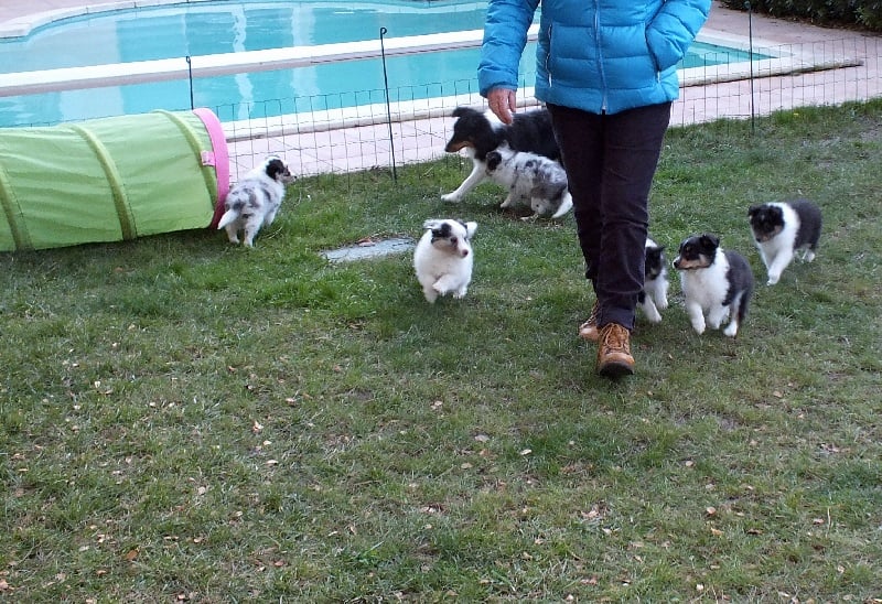 of Wind River - Shetland Sheepdog - Portée née le 12/11/2013