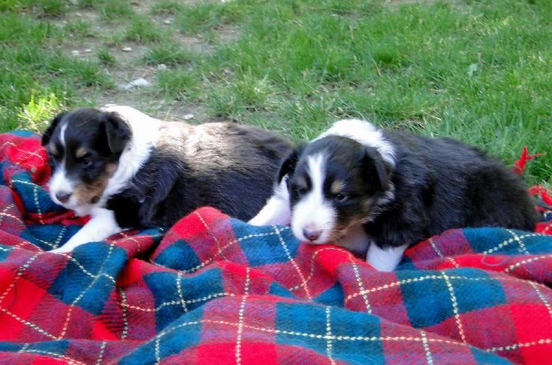 of Wind River - Shetland Sheepdog - Portée née le 12/06/2012