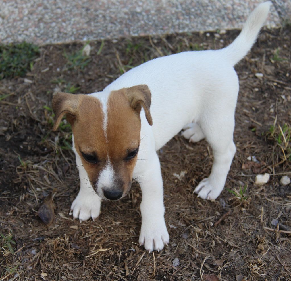 du creux du nant - Jack Russell Terrier - Portée née le 12/07/2020