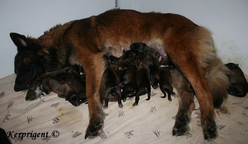 Chiot Berger Belge de Kerprigent