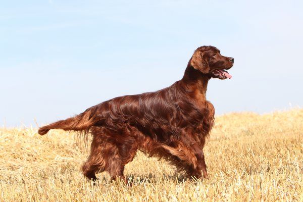 Du Domaine Du Fuchsberg - Le magasine du Chien de Chasse