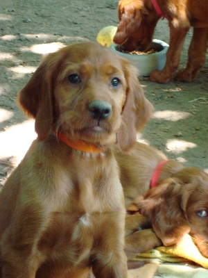 Du Domaine Du Fuchsberg - Et  Bébé Orange ?