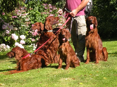 Du Domaine Du Fuchsberg - Photo de famille