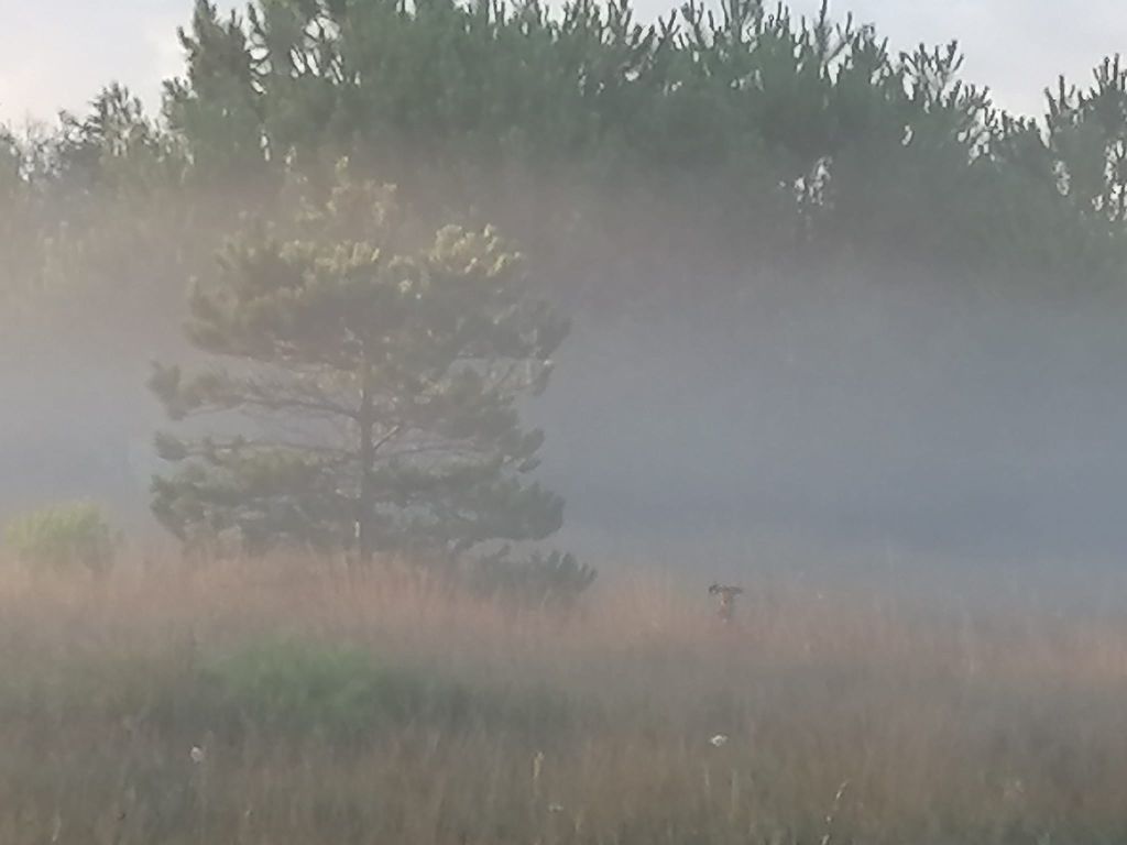 Du Domaine Du Fuchsberg - Brume dans les landes bretonnes