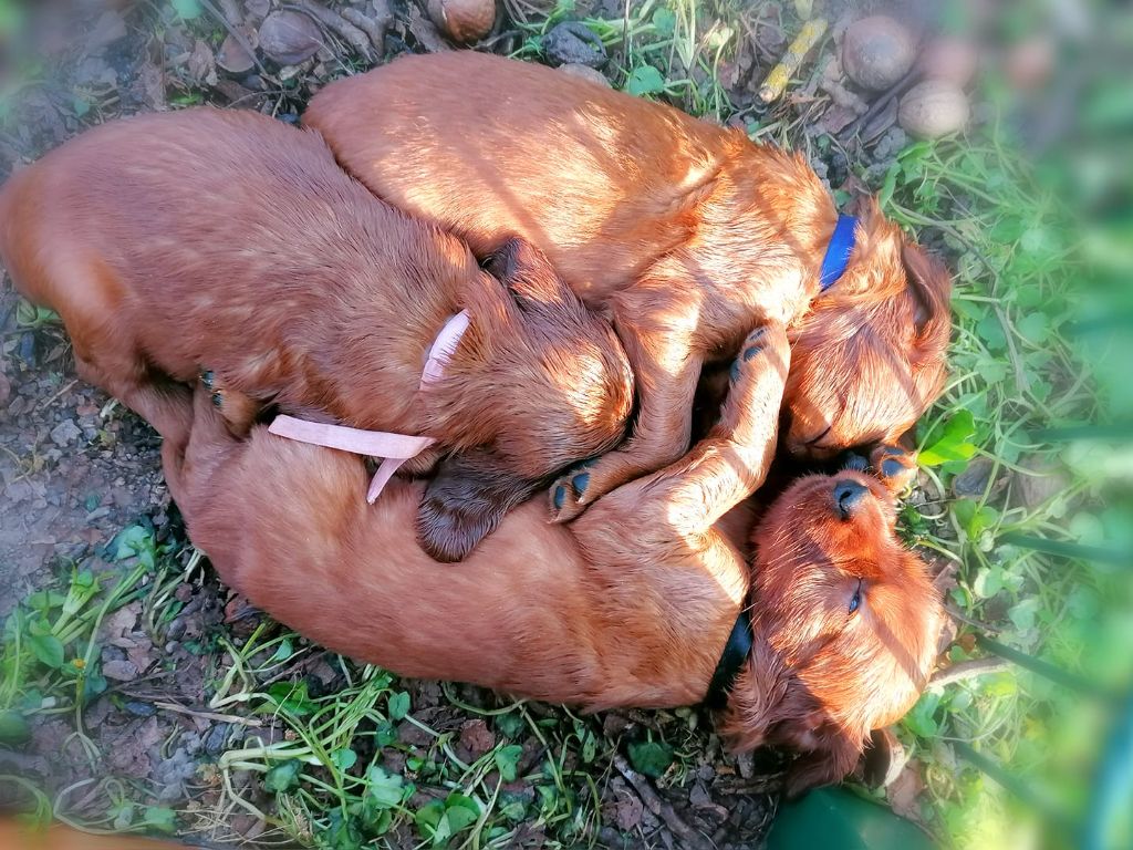 Du Domaine Du Fuchsberg - 1ère sortie de Talentueux Baby's