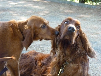 Du Domaine Du Fuchsberg - Robin et Glen Junior