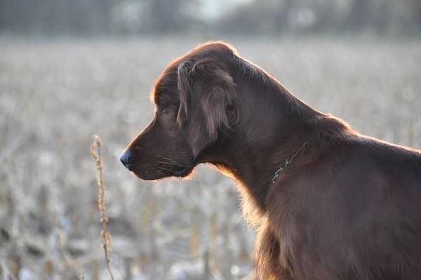 Du Domaine Du Fuchsberg - C'est juste un chien ...