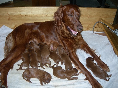 Du Domaine Du Fuchsberg - Les bébés ont 2 jours